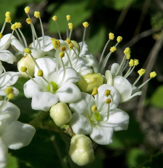 Viburnum4d
