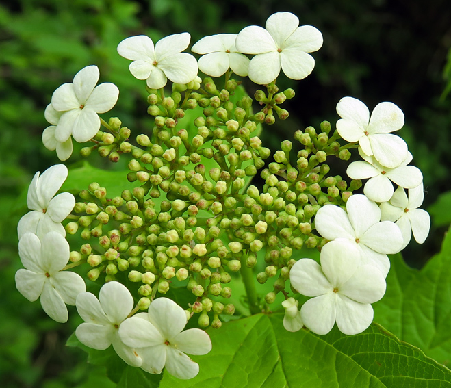 Viburnum6