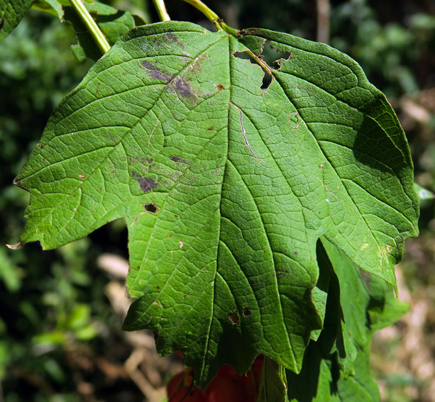 Viburnum5