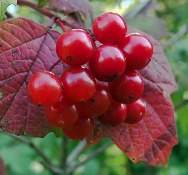 Viburnum7c