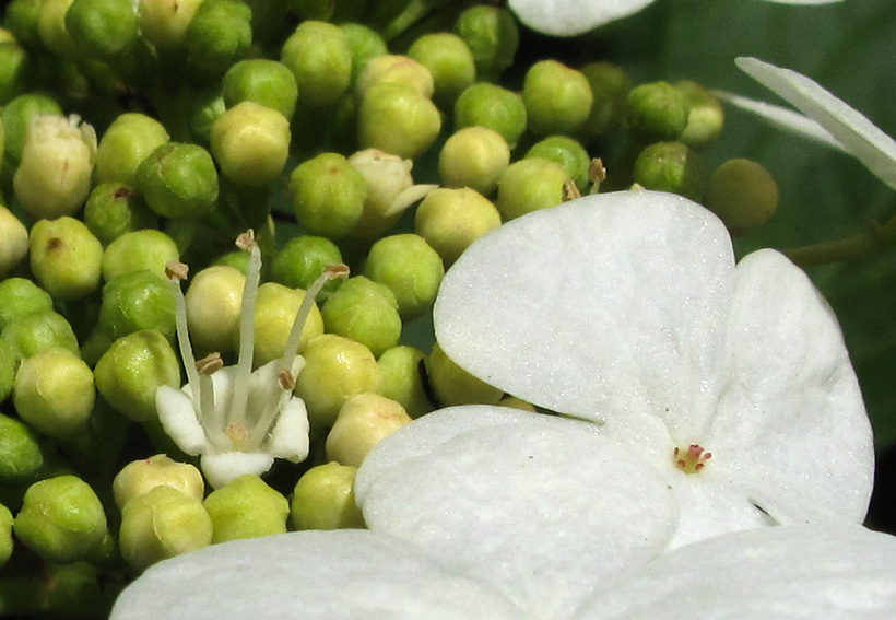 Viburnum6a