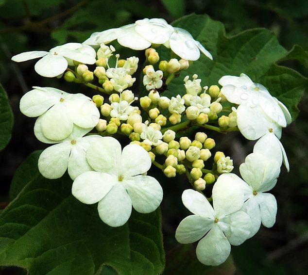 Viburnum5a