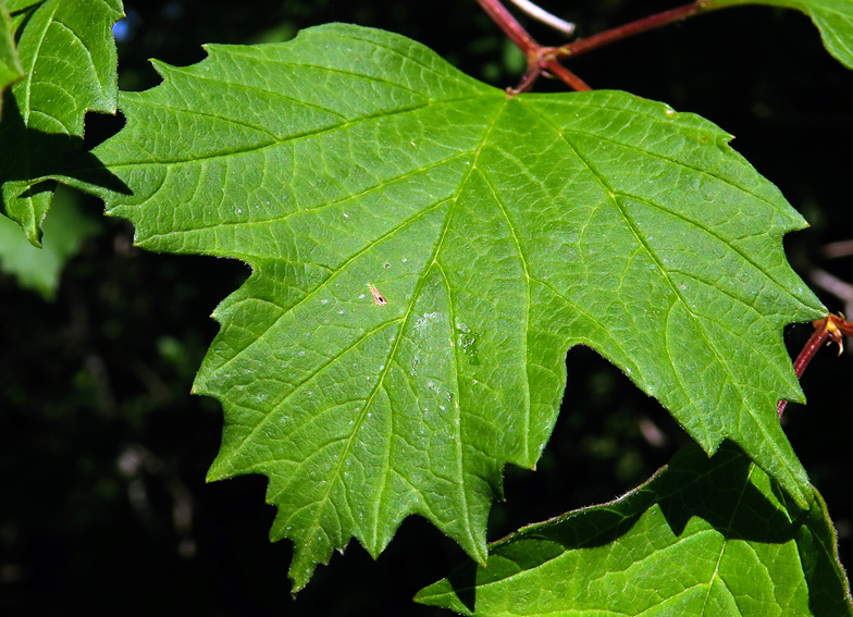 Viburnum7b