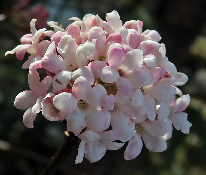 Viburnum9f