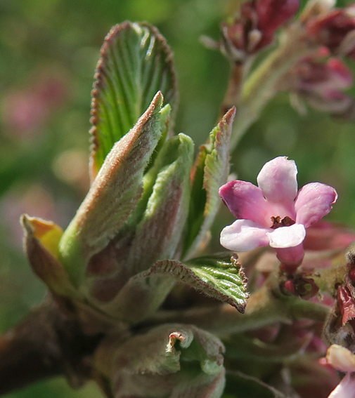 Viburnum9g