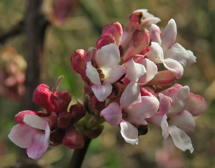 Viburnum9h