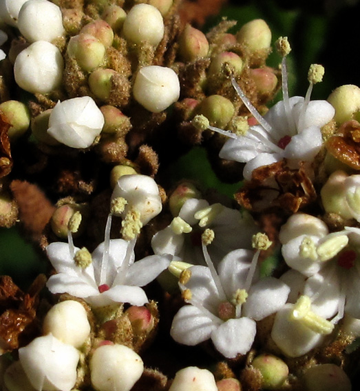 Viburnum9c