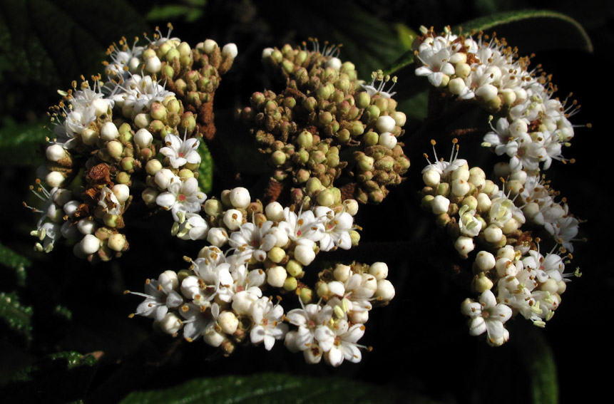 Viburnum9b