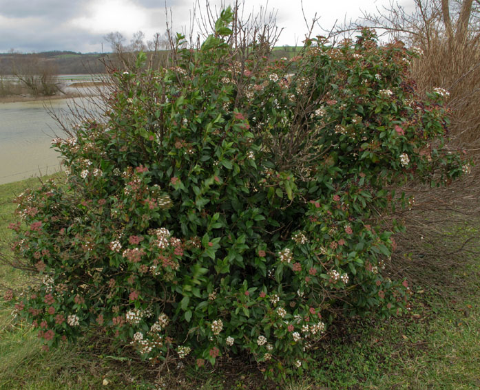 Viburnum11