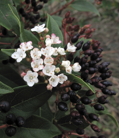 Viburnum11