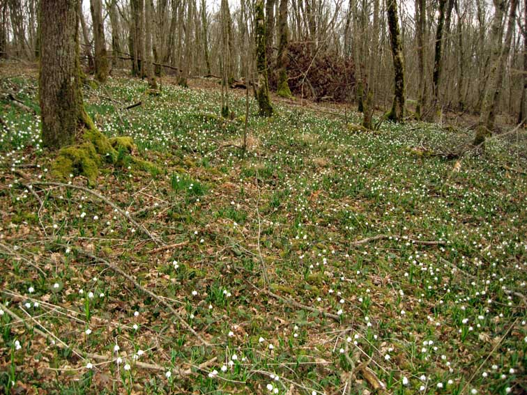 Leucojum1