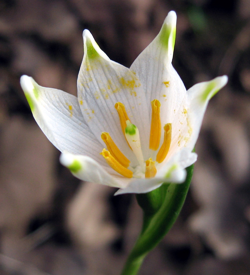 Leucojum4