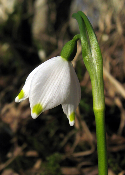 Leucojum3