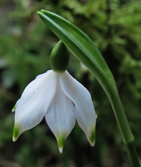 Leucojum6