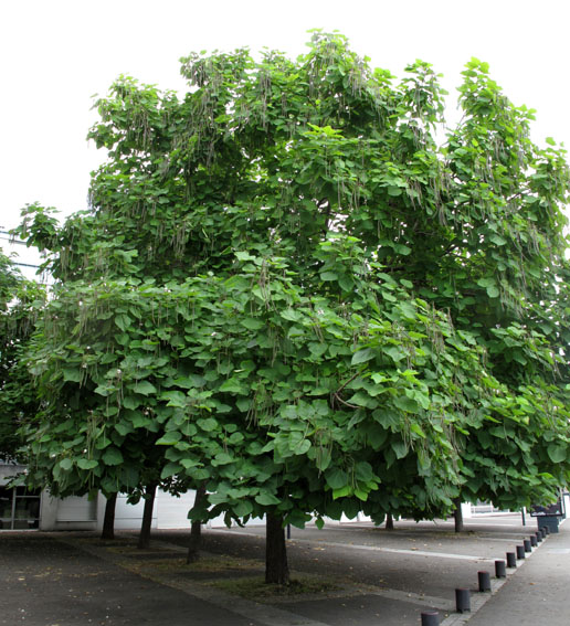 Catalpa1