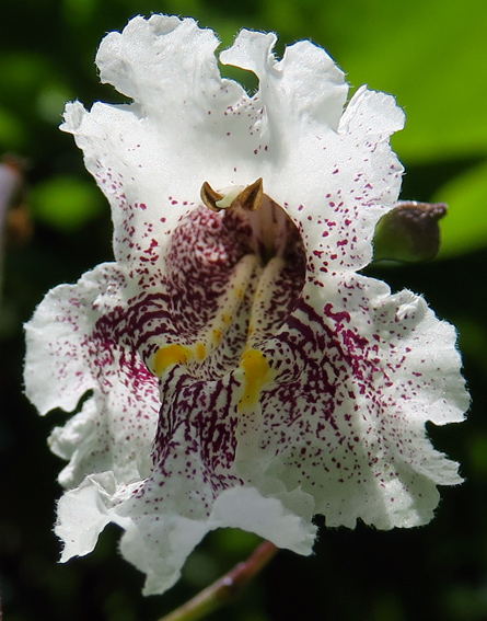 Catalpa6