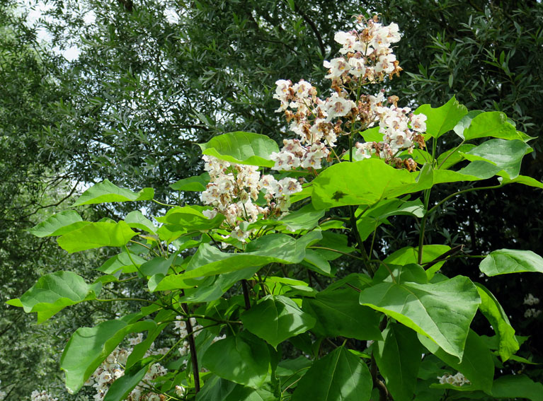 Catalpa2