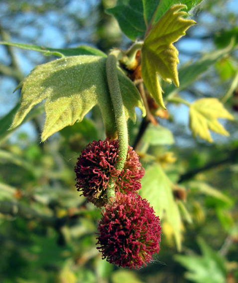 Platanus3