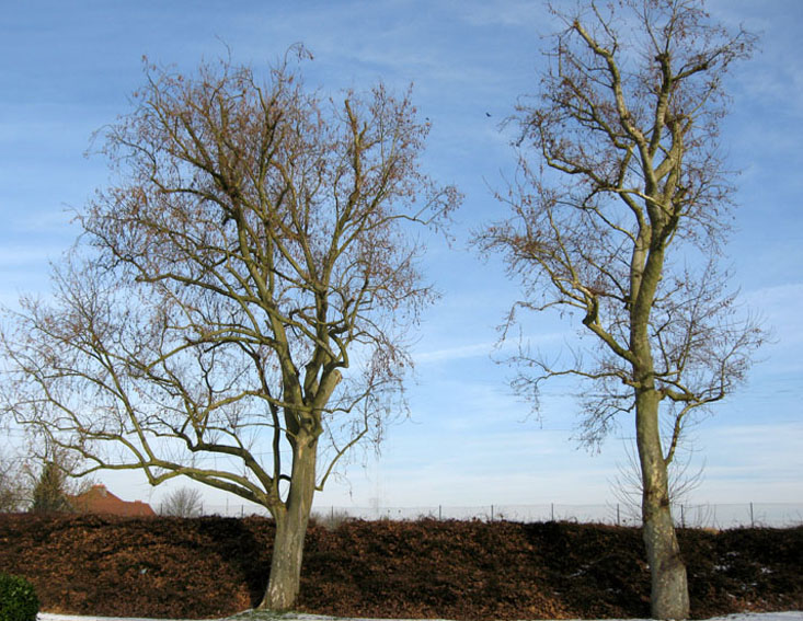 Platanus1