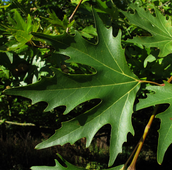 Platanus5