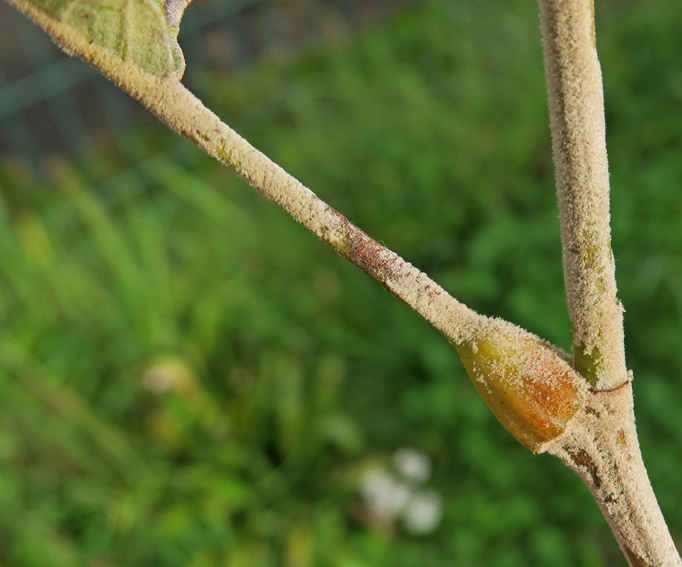 Platanus4a