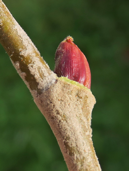 Platanus4b