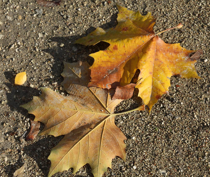 Platanus4