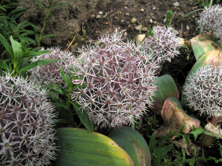 Allium11