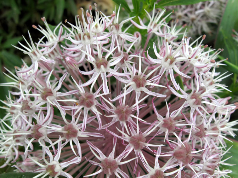 Allium12