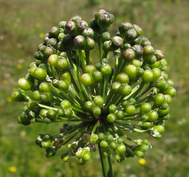 Allium8a