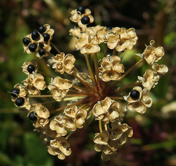 Allium8b