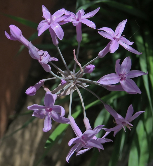 tulbaghia2