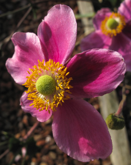 Anemone10a