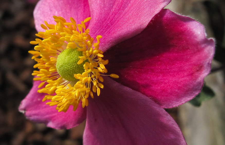 Anemone10b