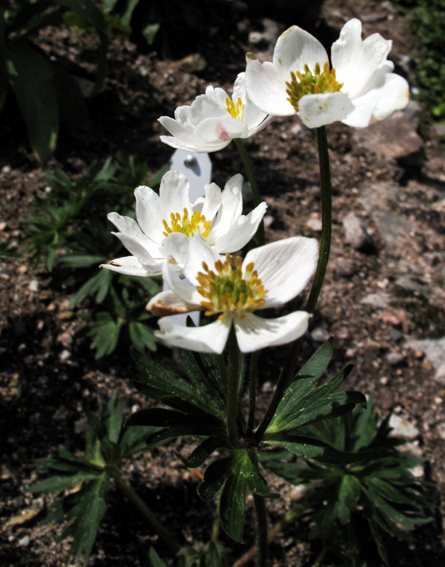 Anemone8a0