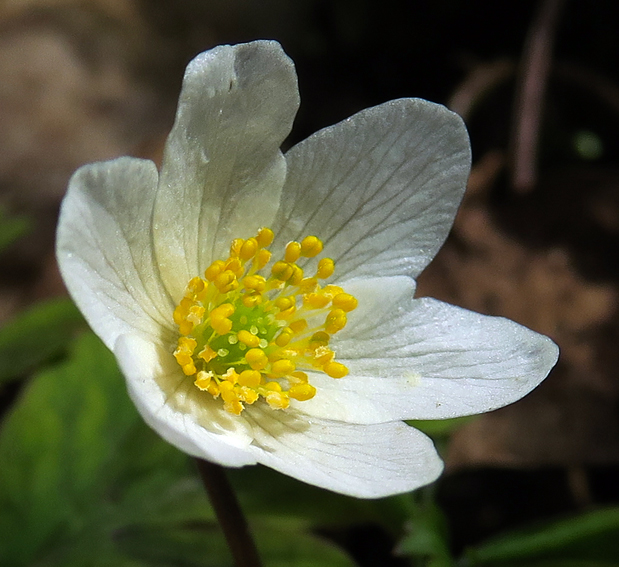 Anemone3a