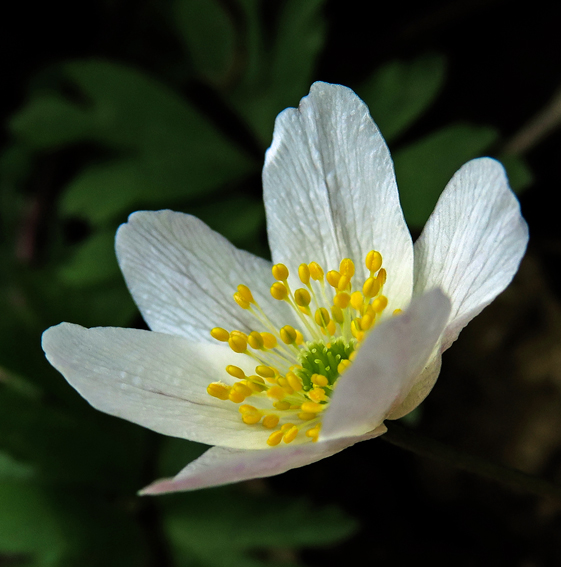 Anemone2