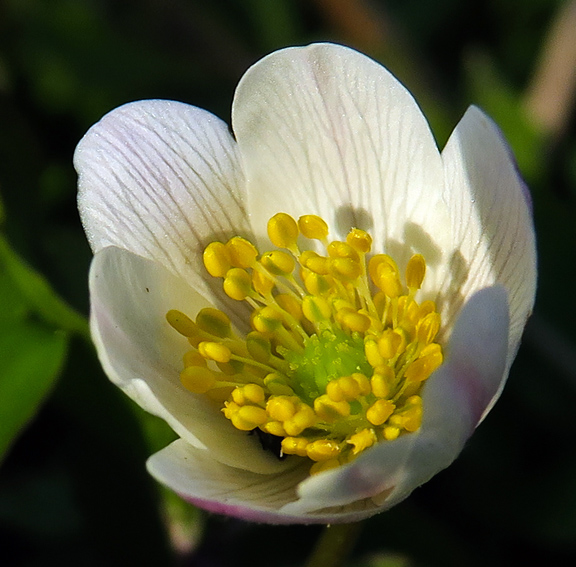 Anemone4