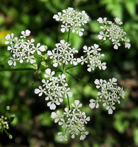 Anthriscus1