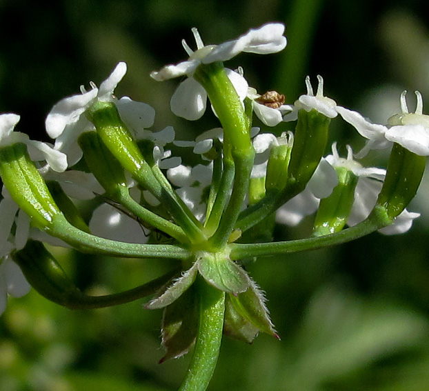 Anthriscus6