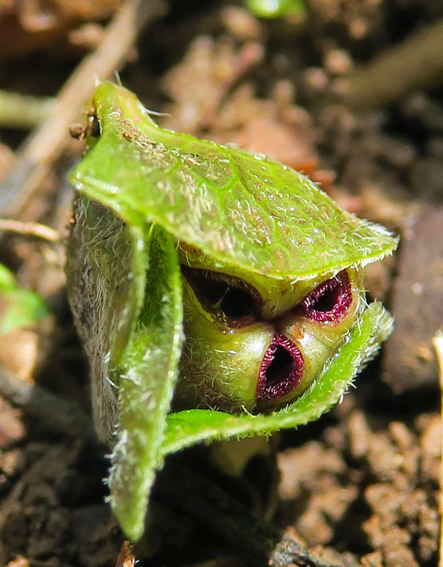 Asarum2b