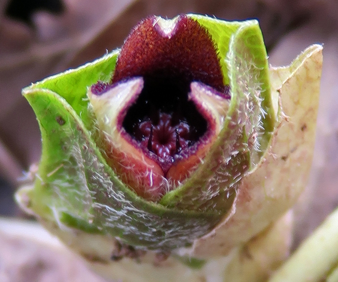 Asarum3