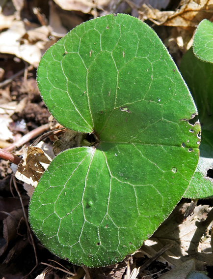 Asarum1a