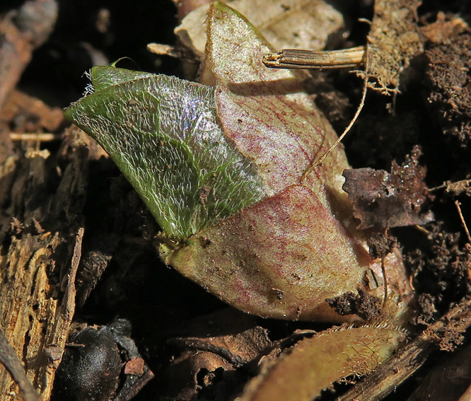 Asarum2