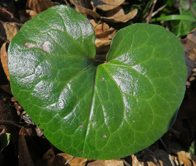 Asarum1b