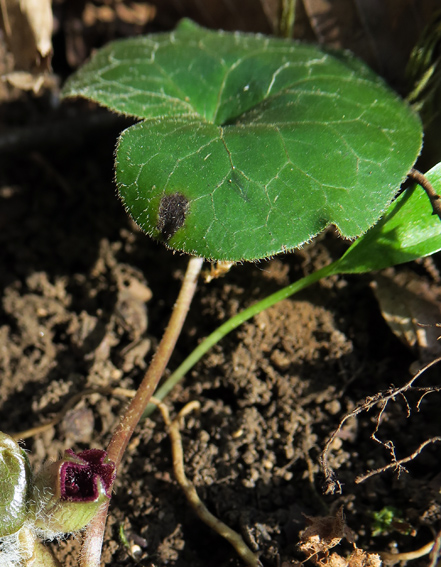 Asarum1