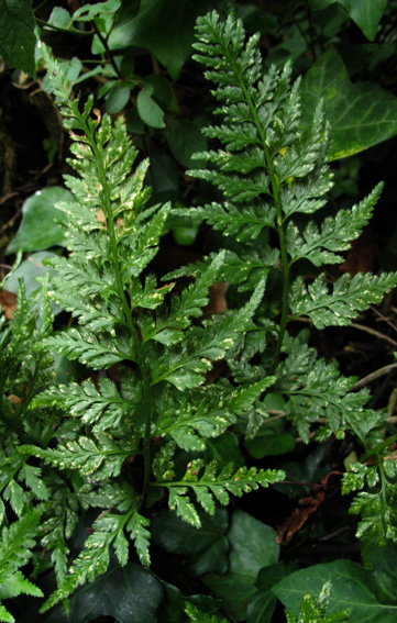 Asplenium5