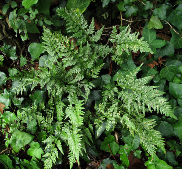 Asplenium4