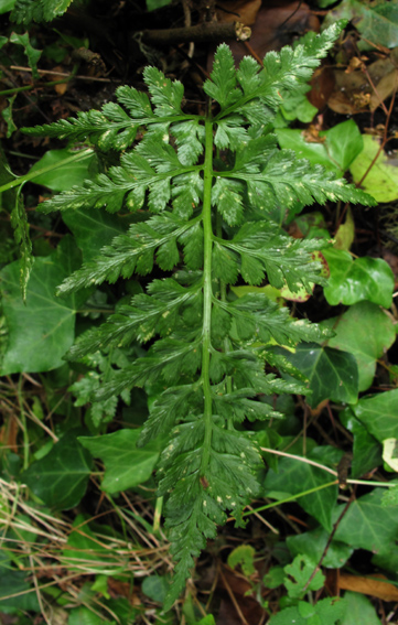 Asplenium5a