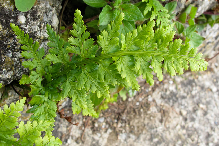 Asplenium5c